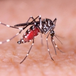 Zika Virus